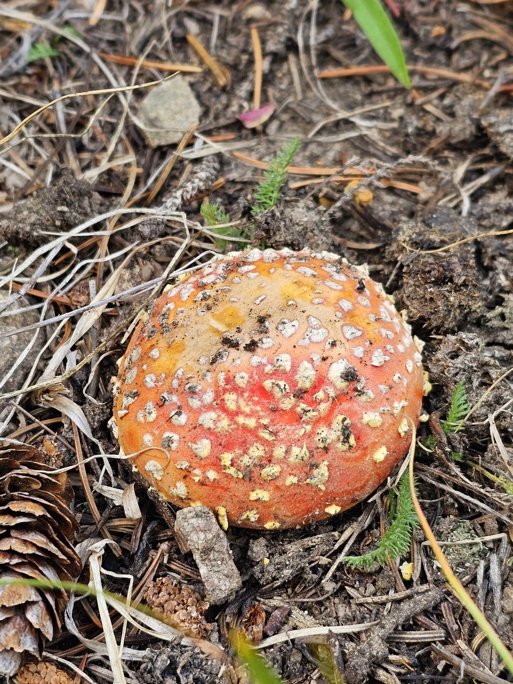 Amanita muscaria button emerging