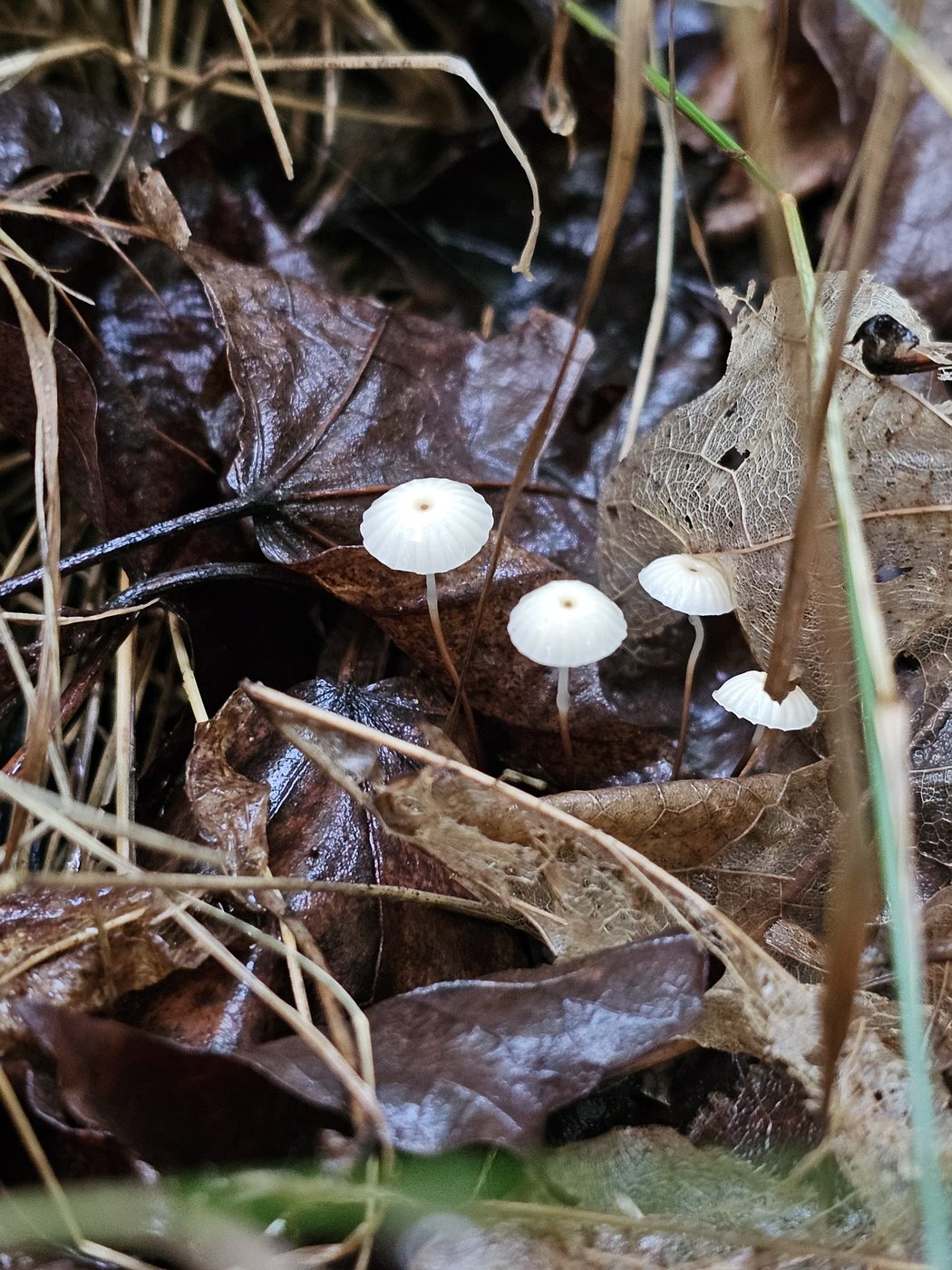 Tiny bonnet mushrooms on leaves