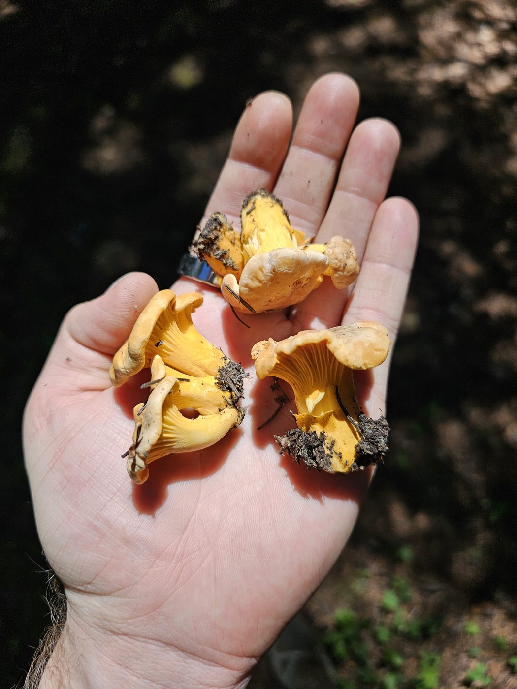 Freshly foraged chanterelles