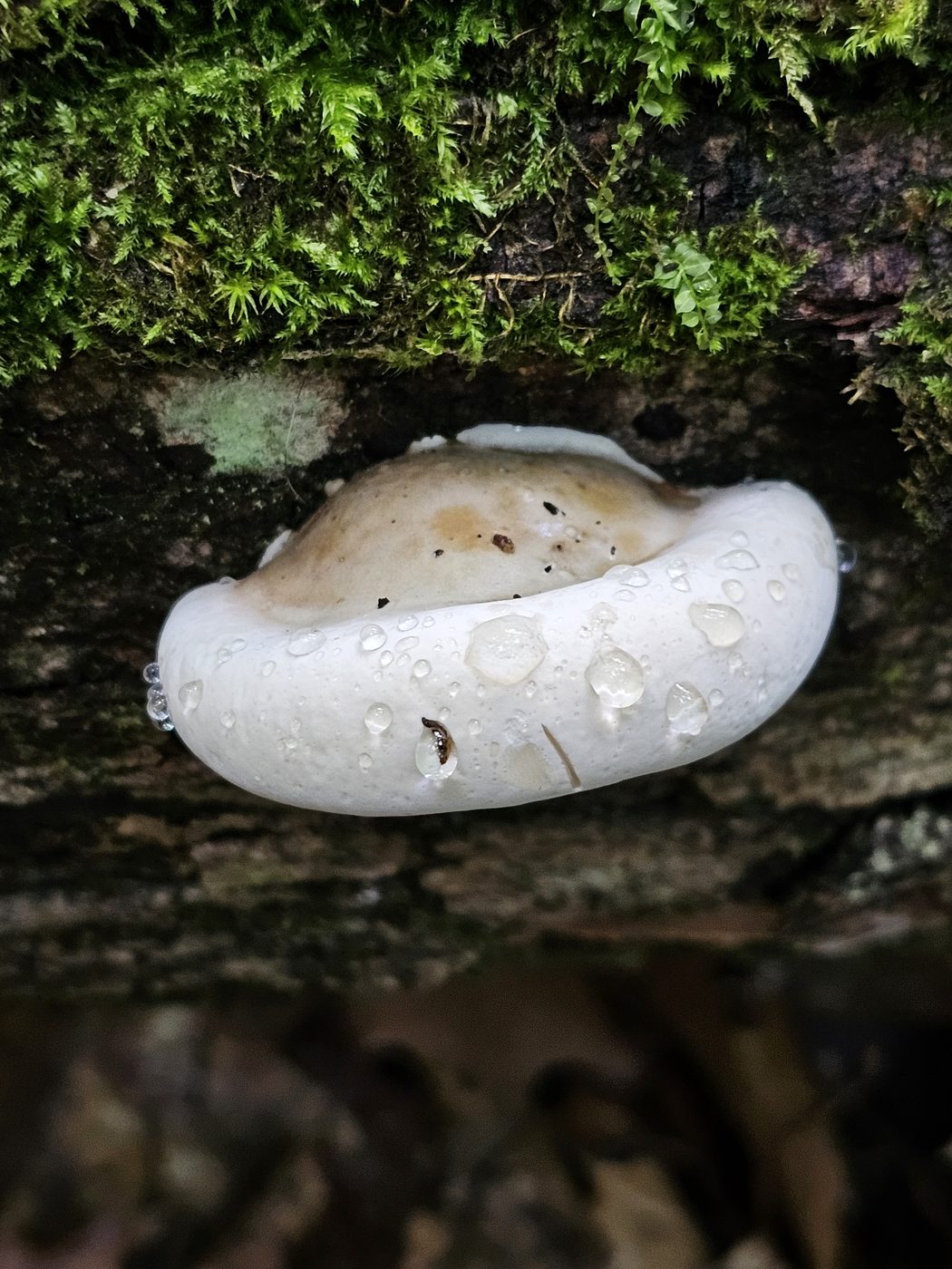 Mushroom with water droplets on mossy log