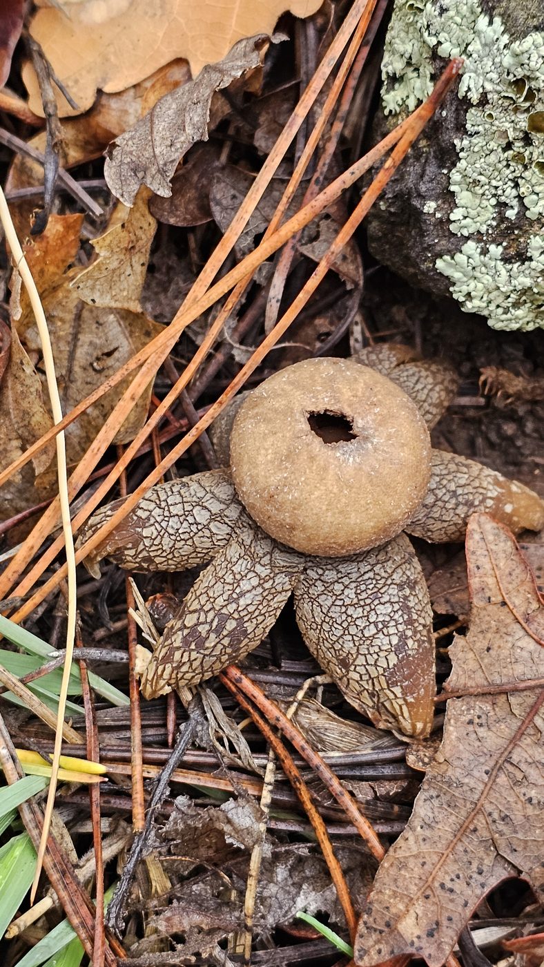 Earth star fungi