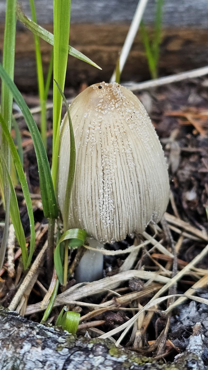 Shaggy ink cap emerging