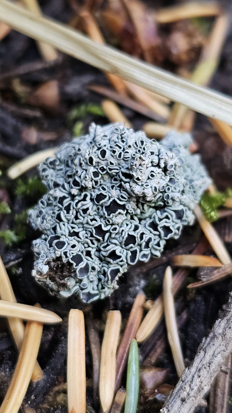 Lace lichen on forest floor