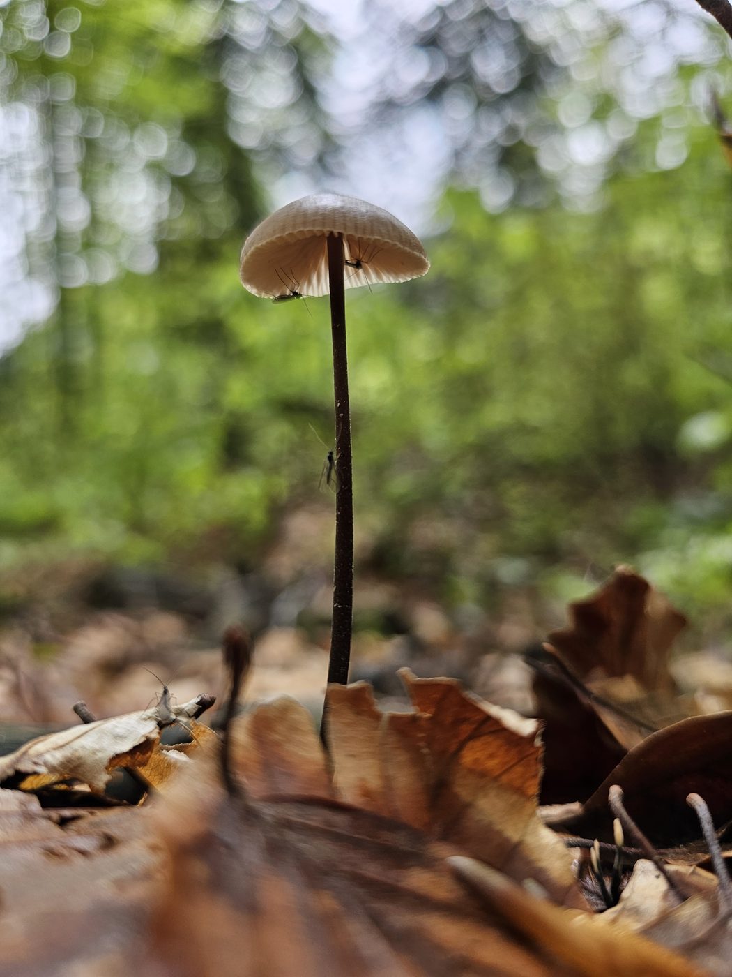 Marasmius on a stem