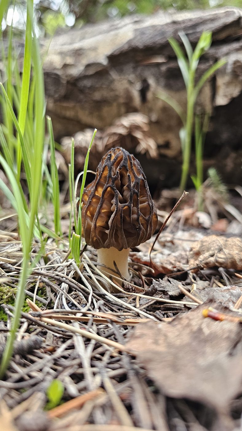 Morel mushroom