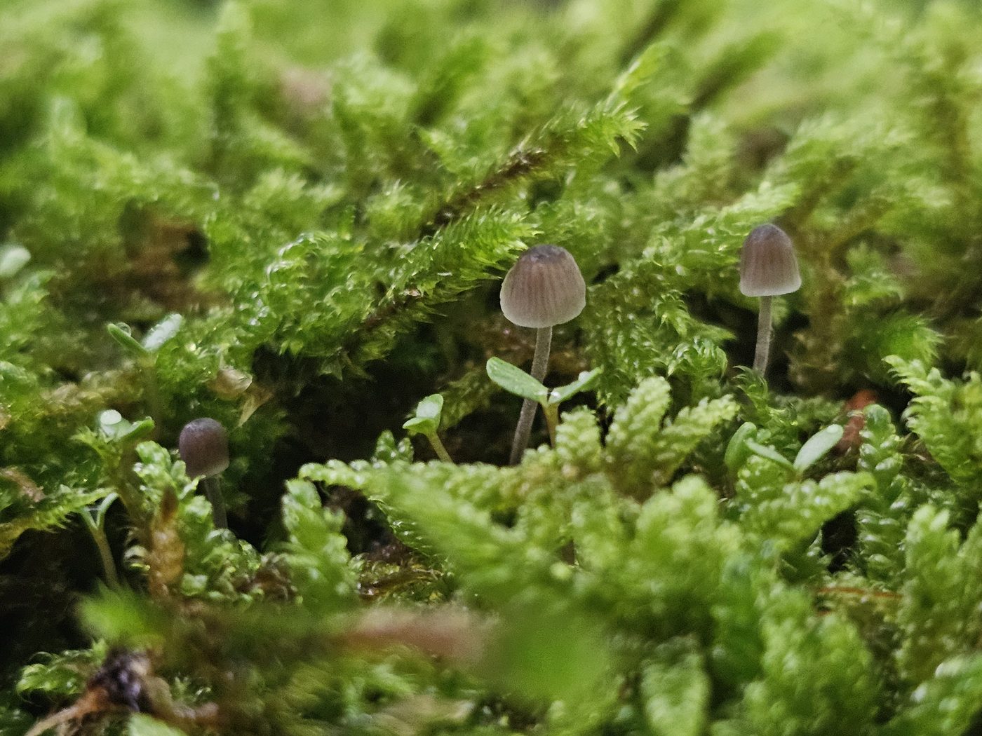 Tiny mushrooms in bright green moss