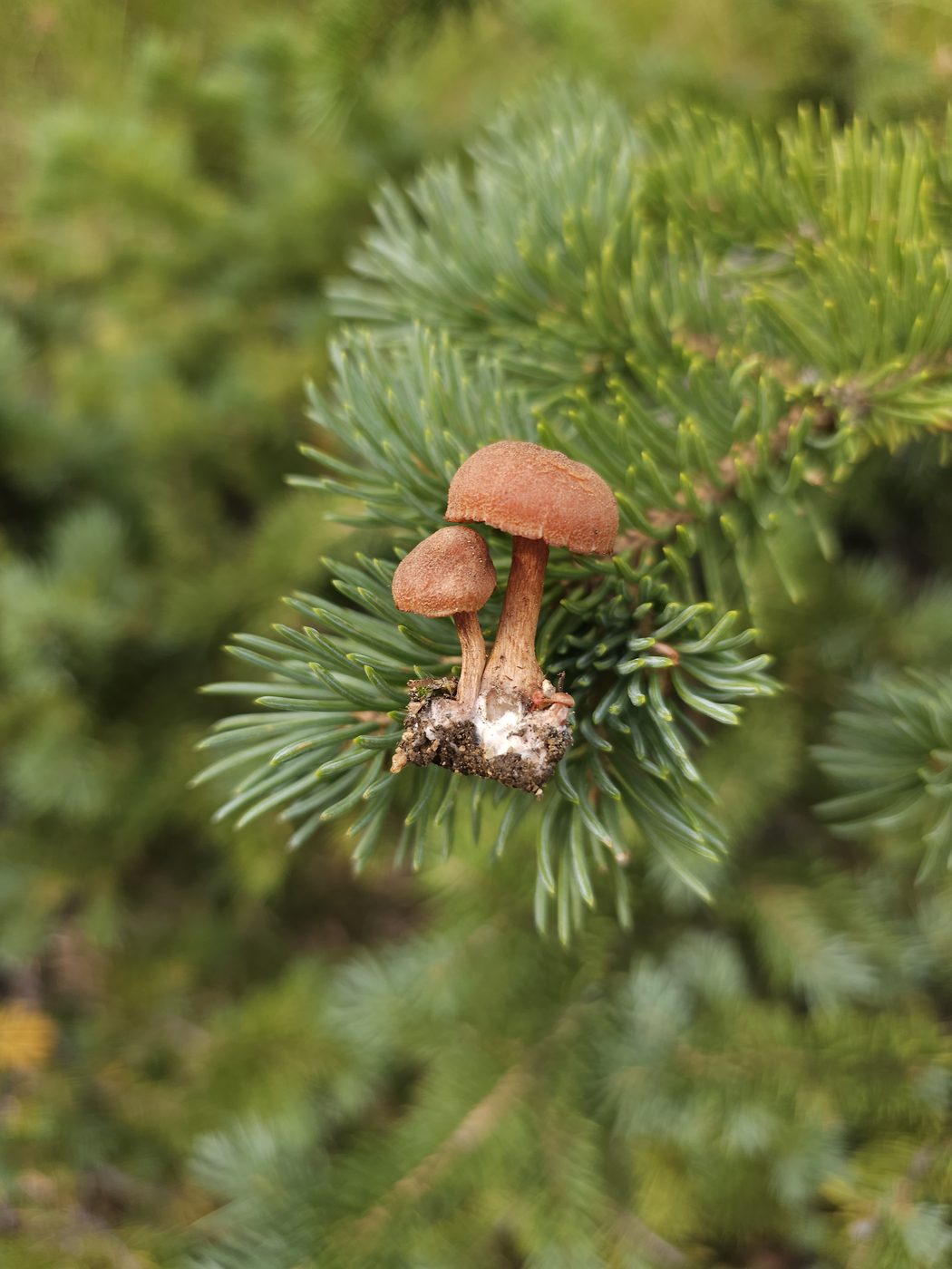 Mushrooms on pine branch