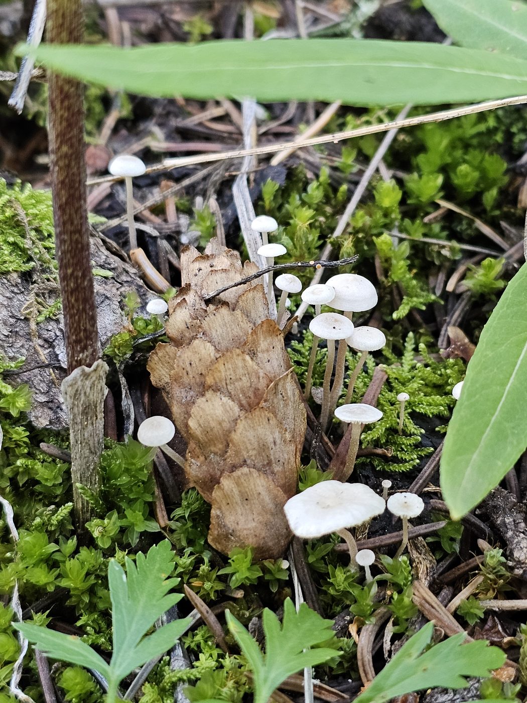 Tiny mushrooms on a pine cone