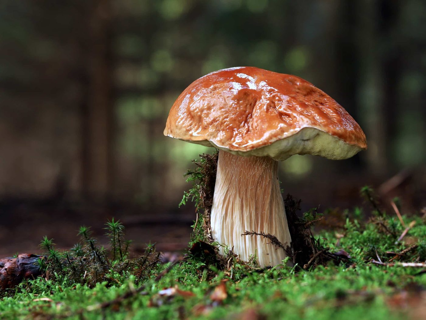 Boletus mushroom in forest