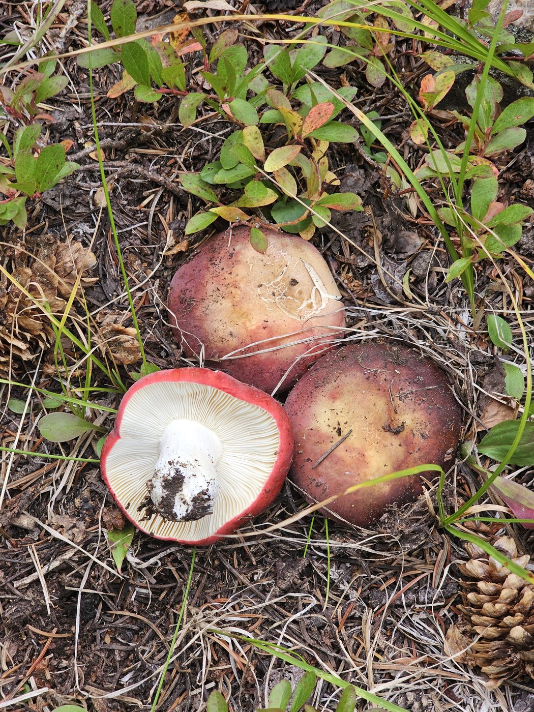 Russula mushrooms on forest floor
