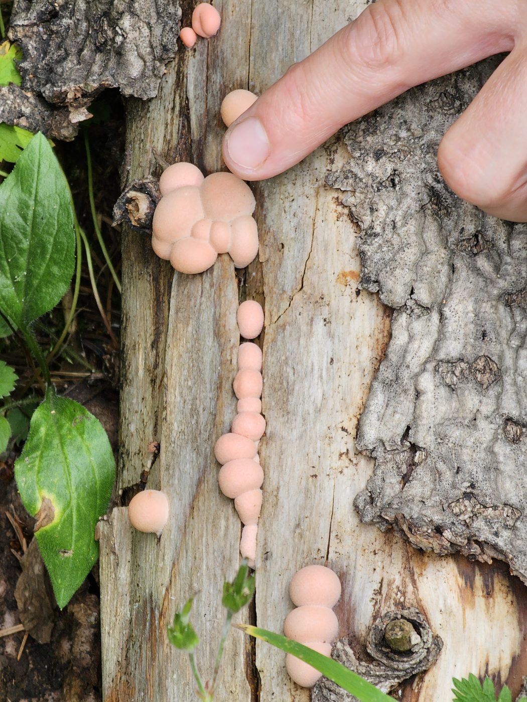 Pink slime mold on log