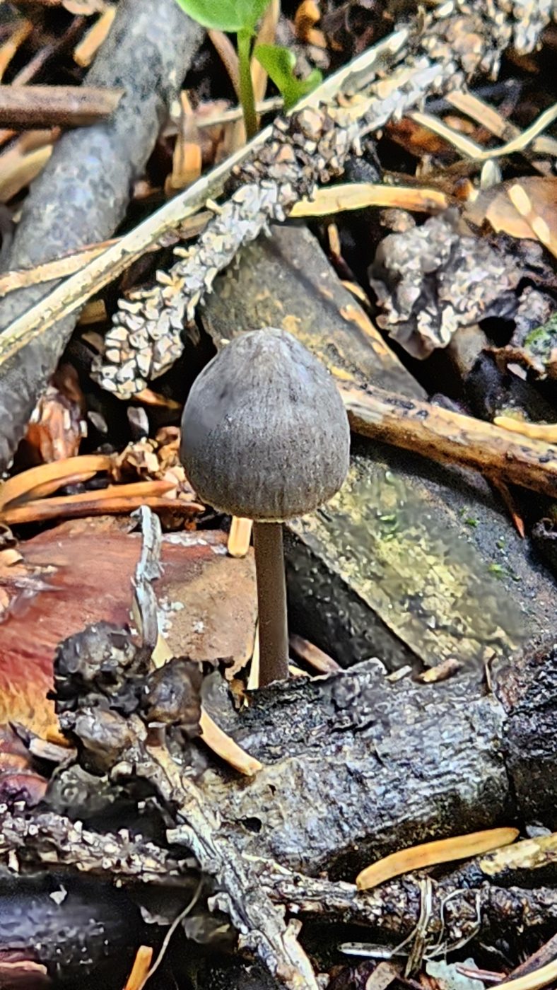 Small mushroom emerging from leaf litter
