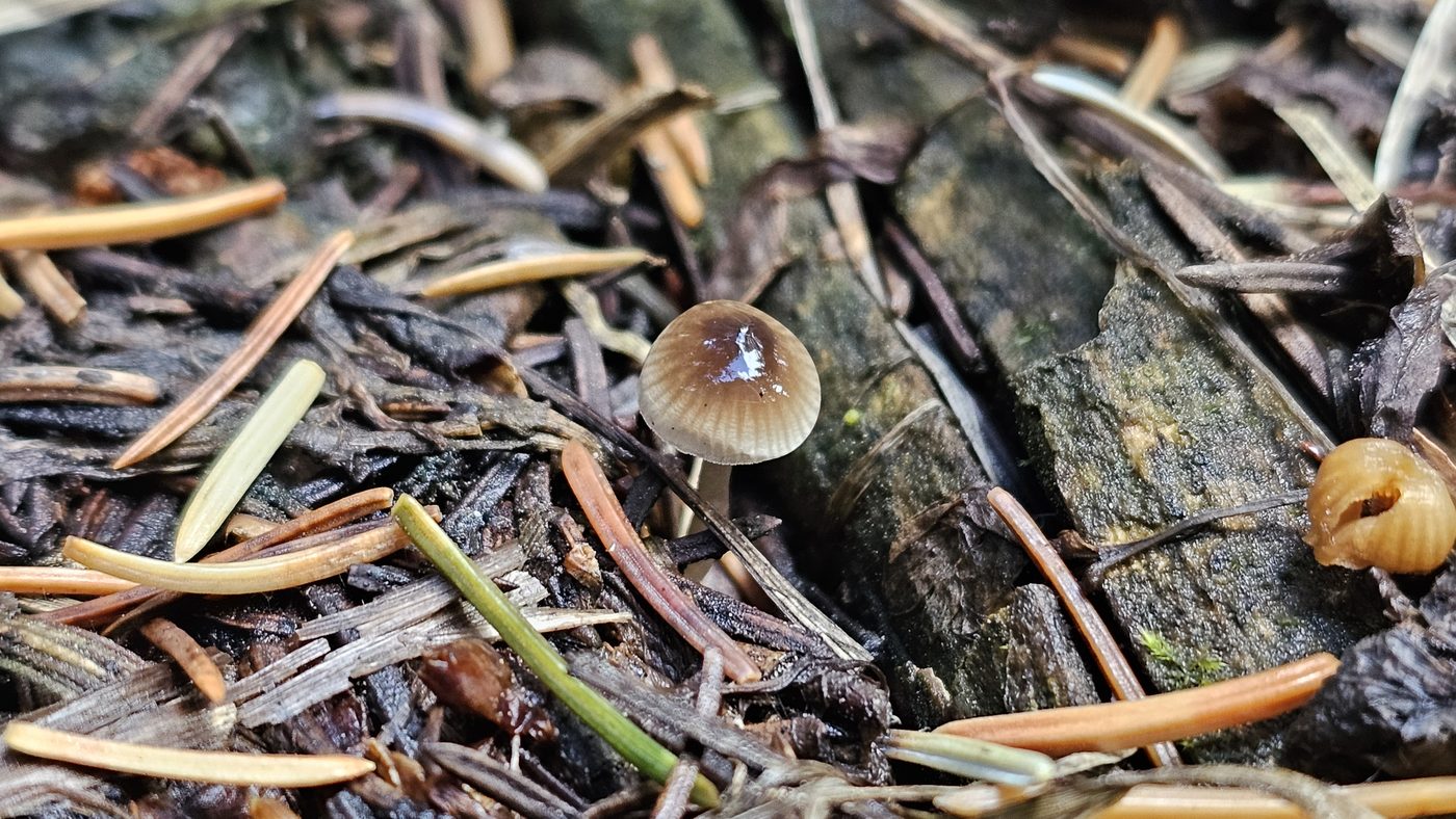Tiny mushroom among pine needles